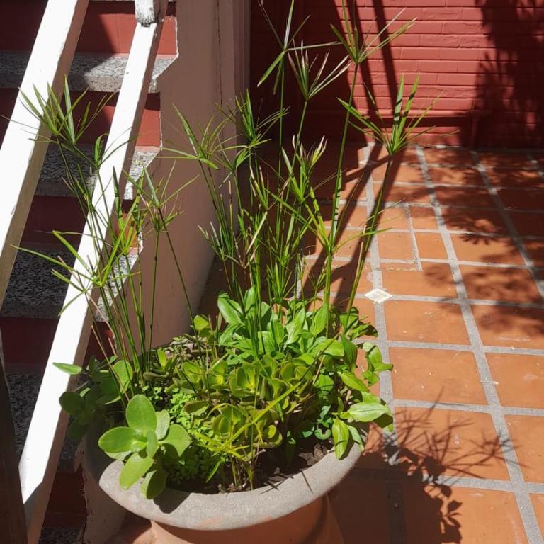 La Vecindad del Sol Depto H - Apartamento de 1 dormitorio - 11