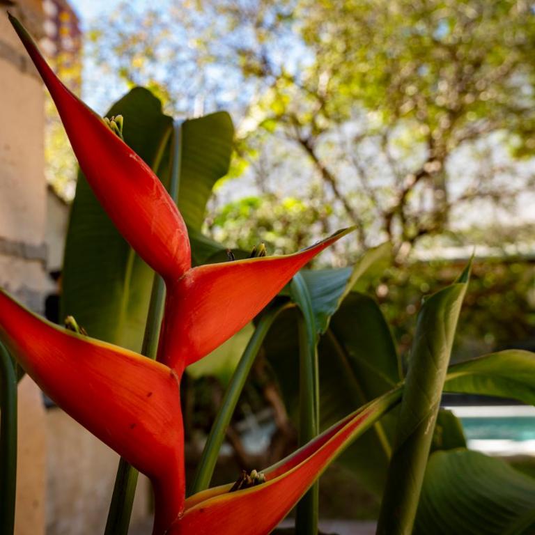 Casa El Jardín Centro Histórico - Apartamento de 1 dormitorio - 14