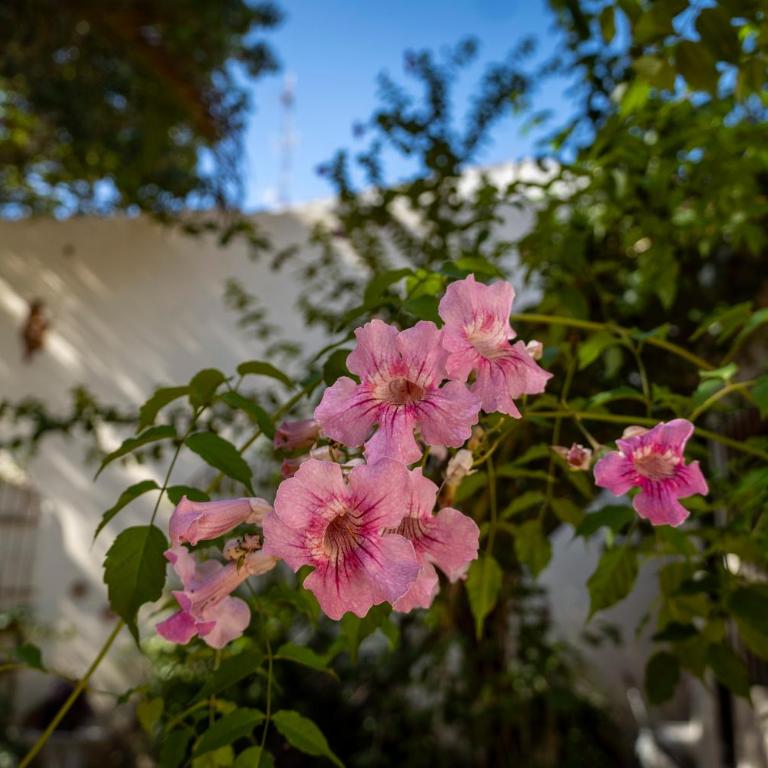 Casa El Jardín Centro Histórico - Apartamento de 1 dormitorio - 21