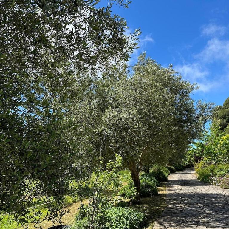 Magnifique Villa Nice - Villefranche - Villa - 19