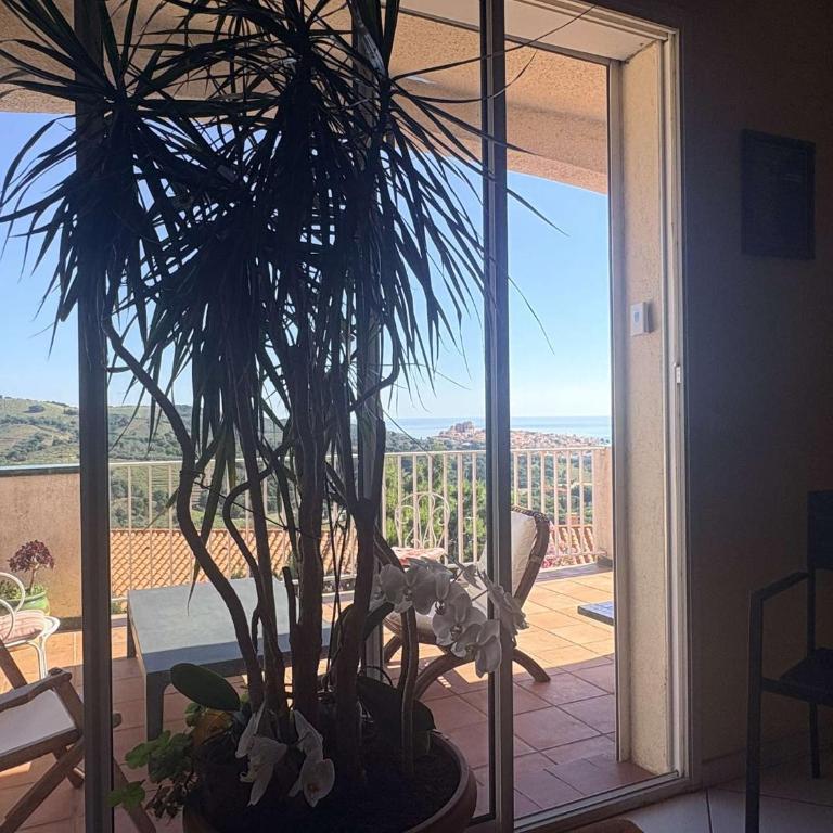 Villa 5 pièces 8 couchages BANYULS SUR MER BN000-ASPHODELES - Four-Bedroom House - 10