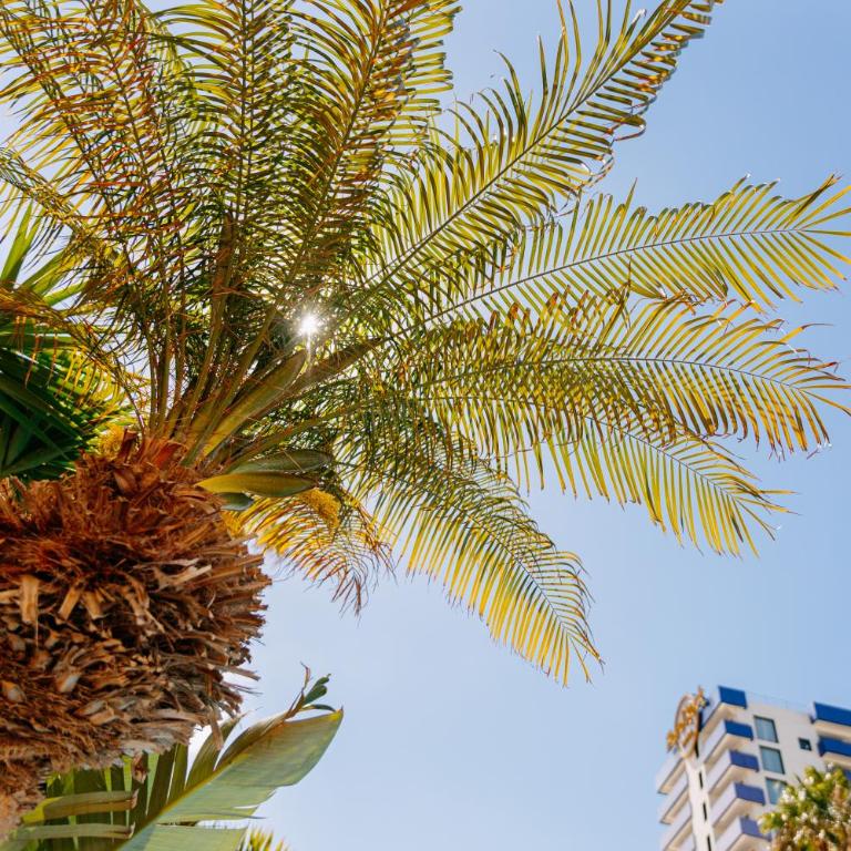 Dream Beach 1 BR Apartment Terrace Dining Pool in Costa Adeje by Aqua Vista Tenerife - Appartamento con 1 Camera da Letto - 46