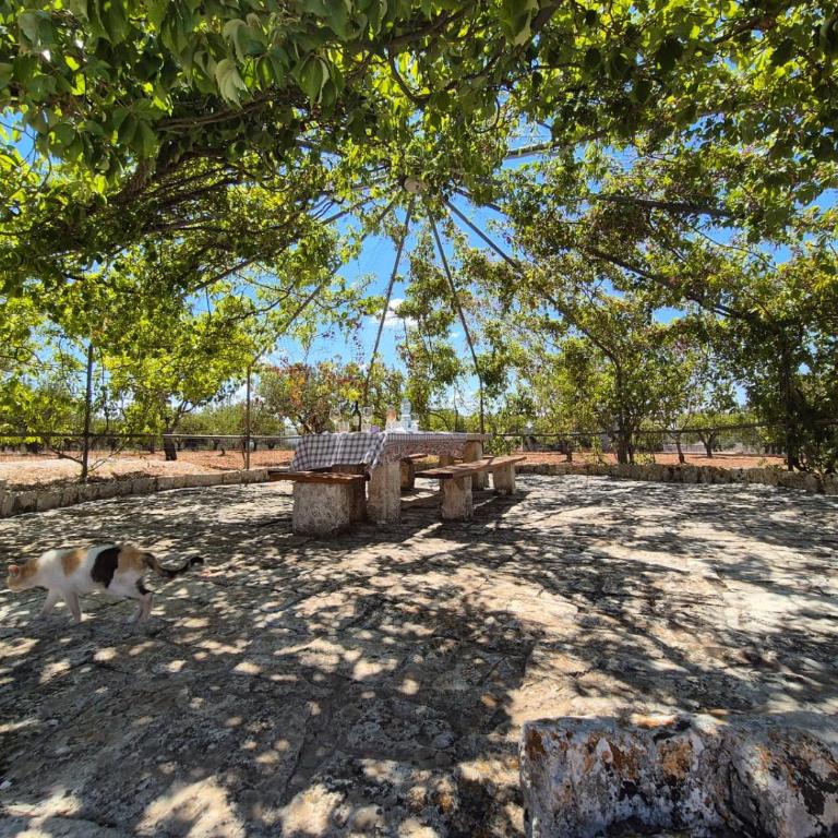 Trulli DoRene - Casa con 2 Camere da Letto - 14