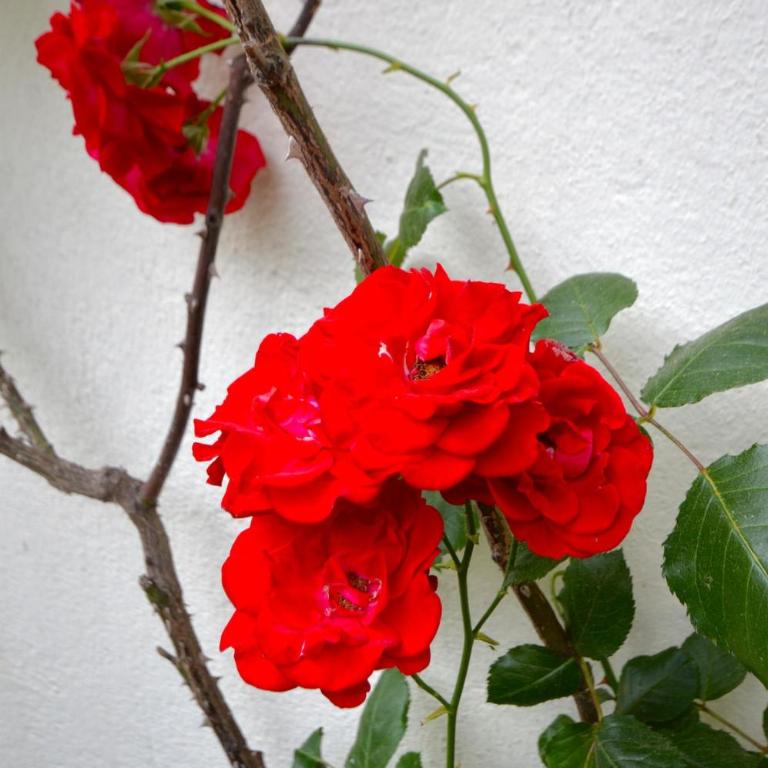 Biarritz - Cozy 2-bedroom apartment - balcony - 6 people - Appartamento con 2 Camere da Letto - 5