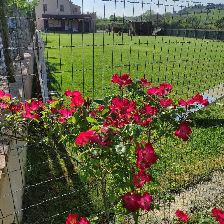 Casa Montefiore 13 LT nella tranquilla campagna Marchigiana - Appartamento - Piano Terra - 46