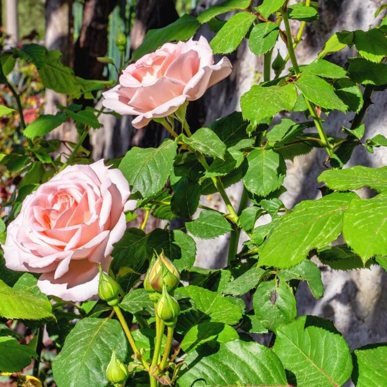 Sweet Rose Studio Apartment with Garden - Appartamento con 1 Camera da Letto - 44