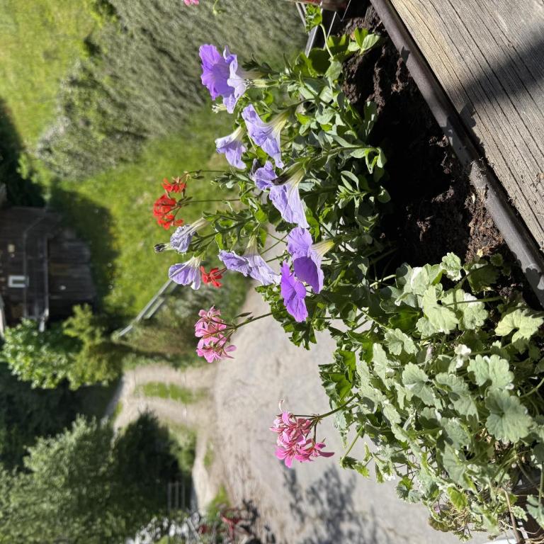 Das Försterhaus 41 - Ferienhaus mit 4 Zimmern - 19
