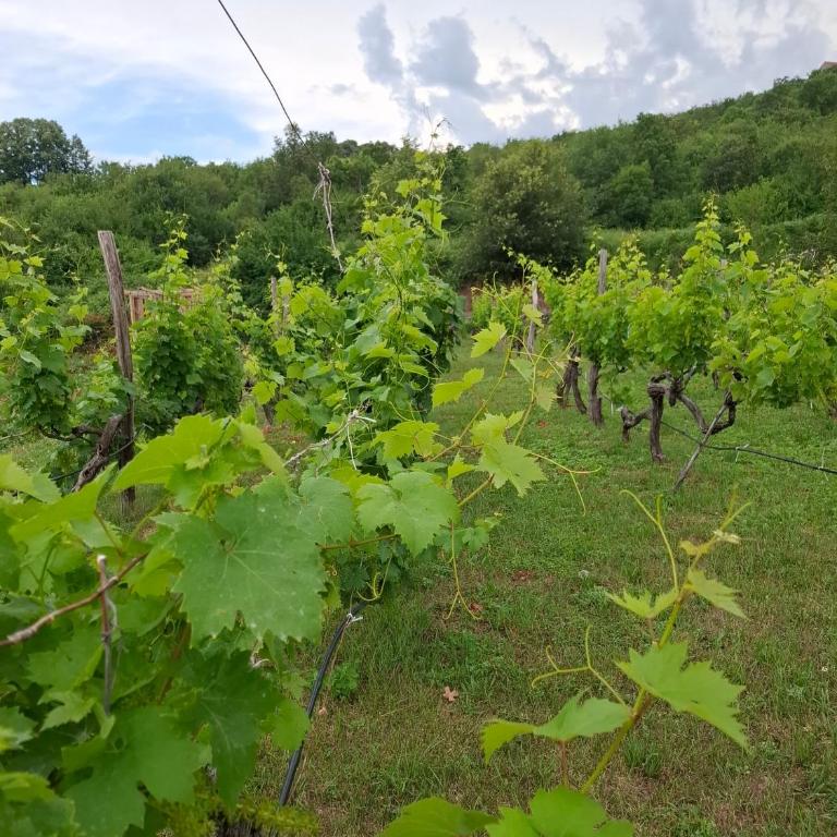 Komani Hideout - Kuća sa 1 Spavaćom Sobom - 31