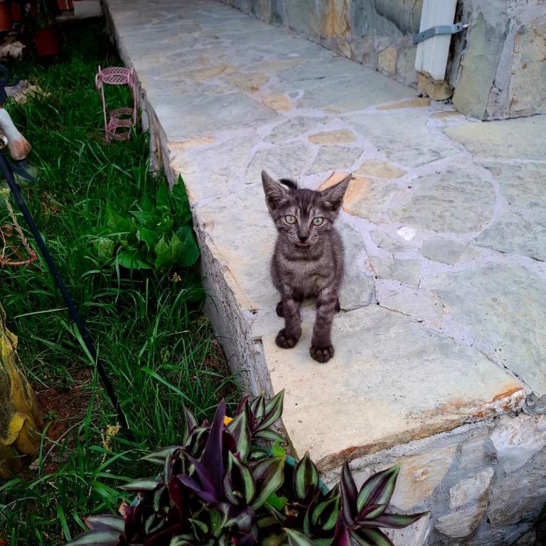 Komani Hideout - Kuća sa 1 Spavaćom Sobom - 41