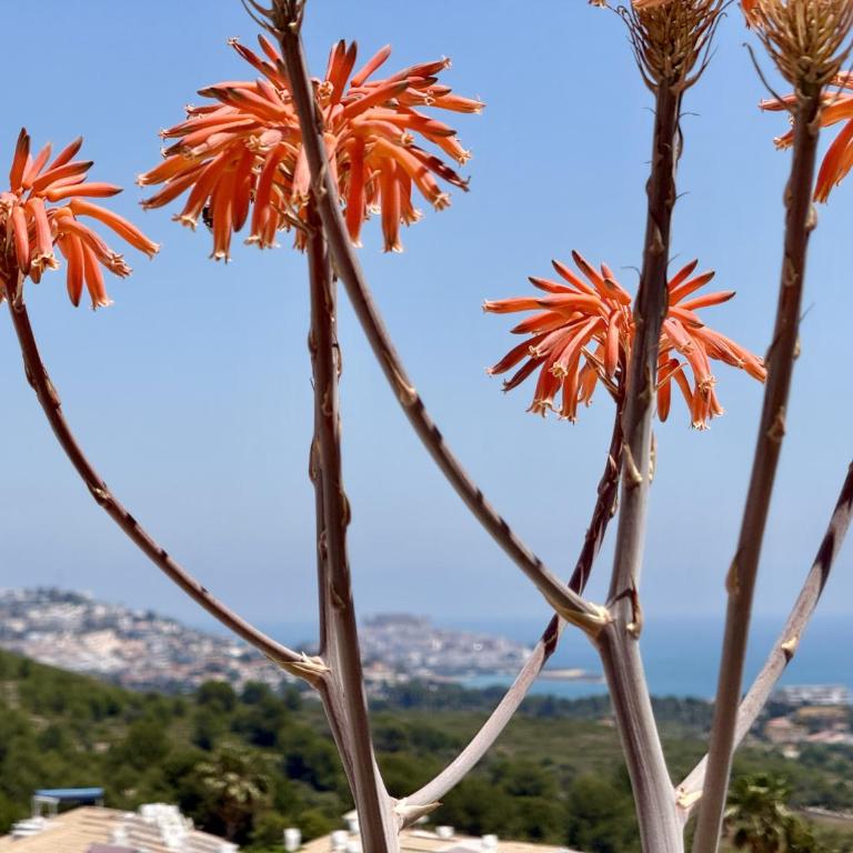 Tierra de Irta - Apartamento con vistas a Sierra de Irta y al Mar - Apartment mit Terrasse - 51