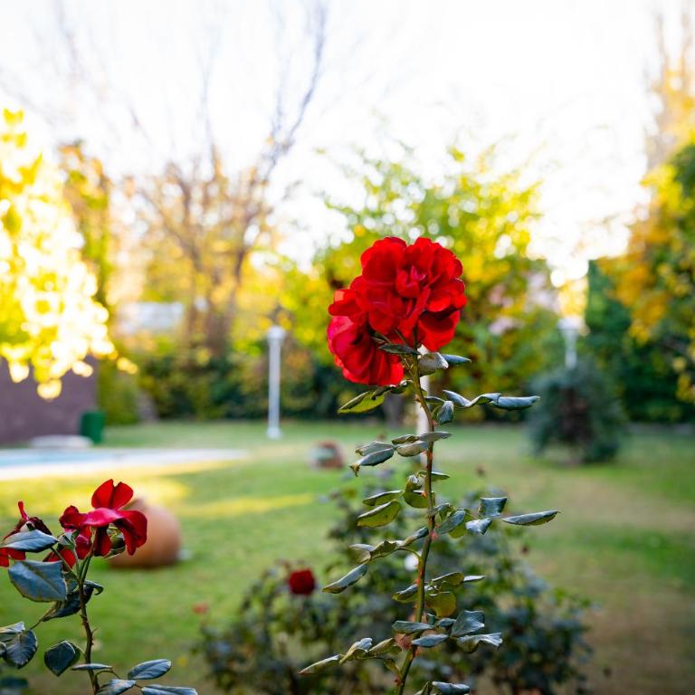 Casona Raiza Chacras de Coria Mendoza - Casa de 3 dormitorios - 46
