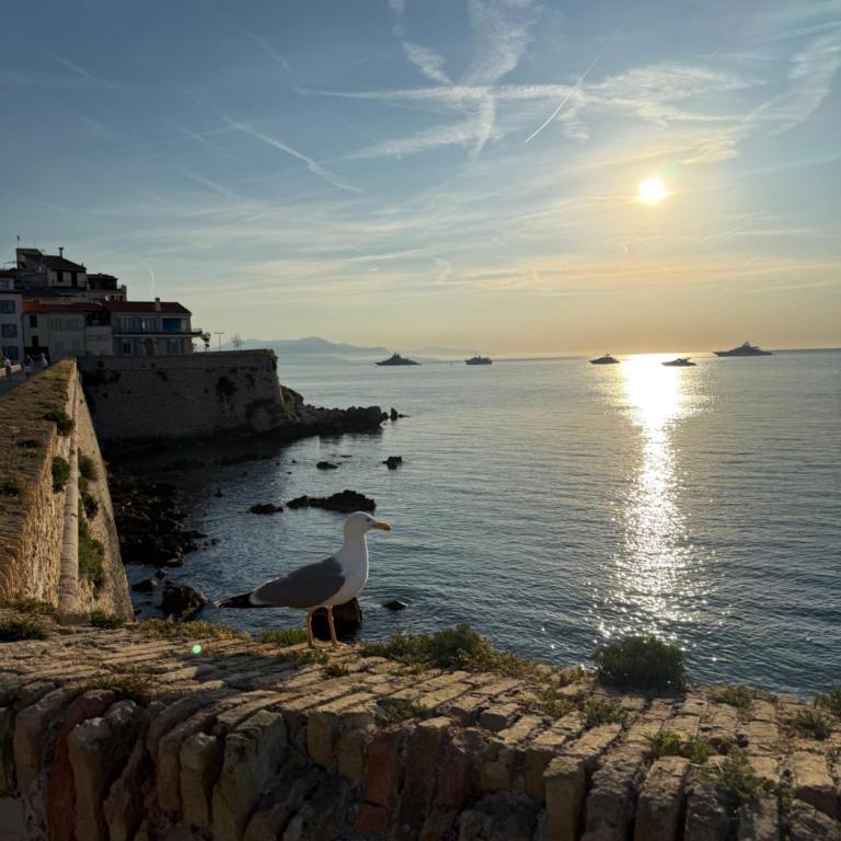 Charmant appartement rénové au cœur du Vieil Antibes - One-Bedroom Apartment - 10