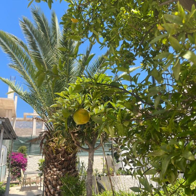 Private Chalet Benidorm- Pool, Garden & Beach - Chalet - 33
