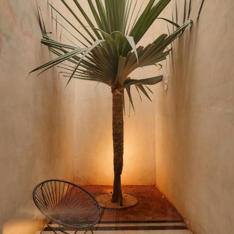 Casa Carmen Reforma - Suite - 10