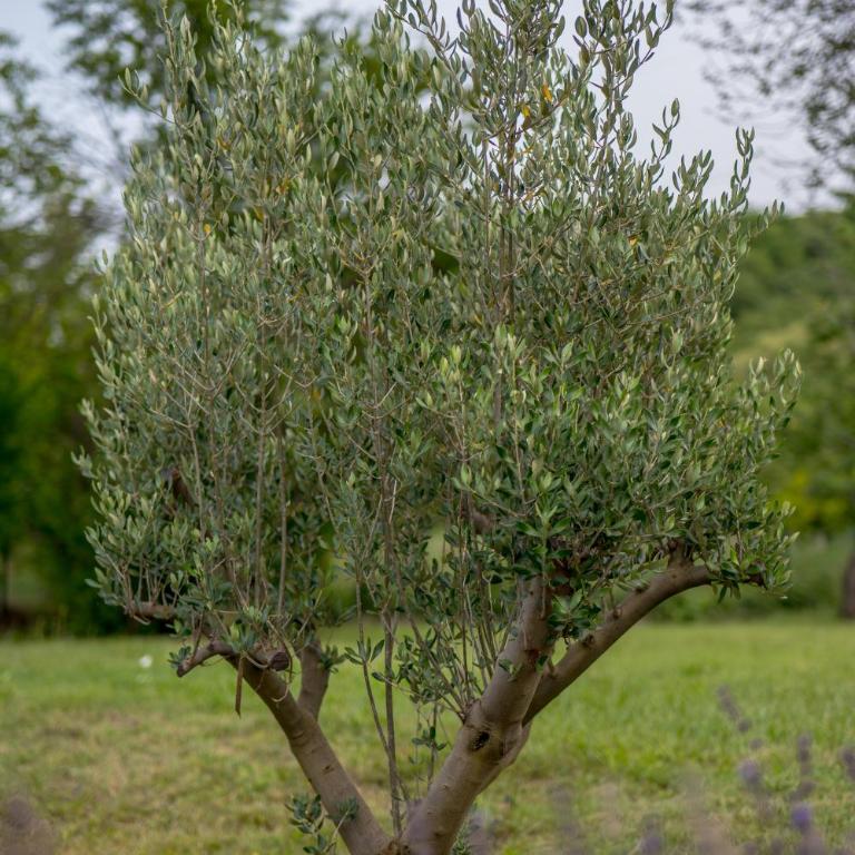 Villa Four Olive Trees - Villa avec Piscine Privée - 74