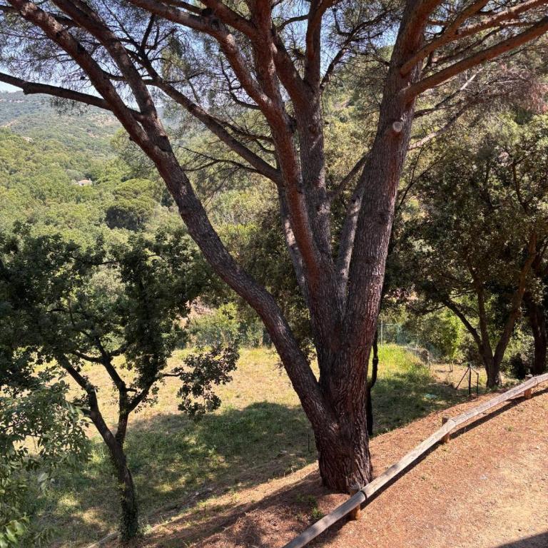 Maison de charme à Grimaud, Terrasse, clim et parking - Villa mit 2 Schlafzimmern - 21