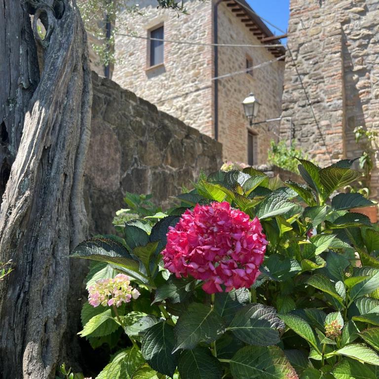 La casina del borgo - Monolocale Nettuno - Appartamento con 1 Camera da Letto - 45