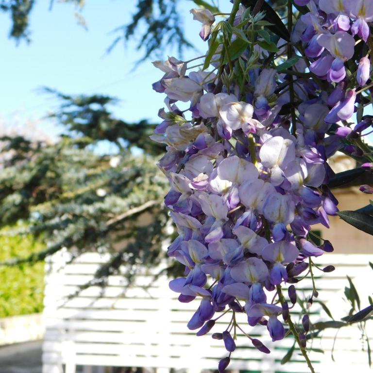 Ostuni Bloom - Panoramic Saltwater Pool & Trullo - Villa con 2 Camere da Letto - 71