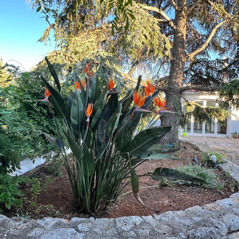Ostuni Bloom - Panoramic Saltwater Pool & Trullo - Villa con 2 Camere da Letto - 75