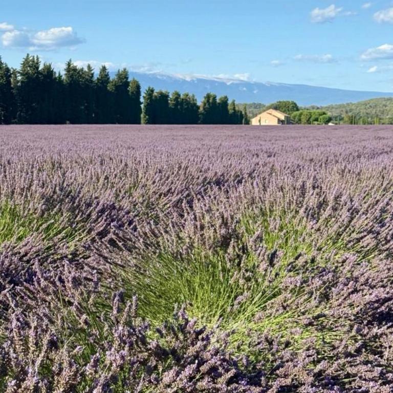 Évasion Ventoux, villa spacieuse au cœur de la Provence avec jardin privé et climatisation - Villa 3 Chambres - 10
