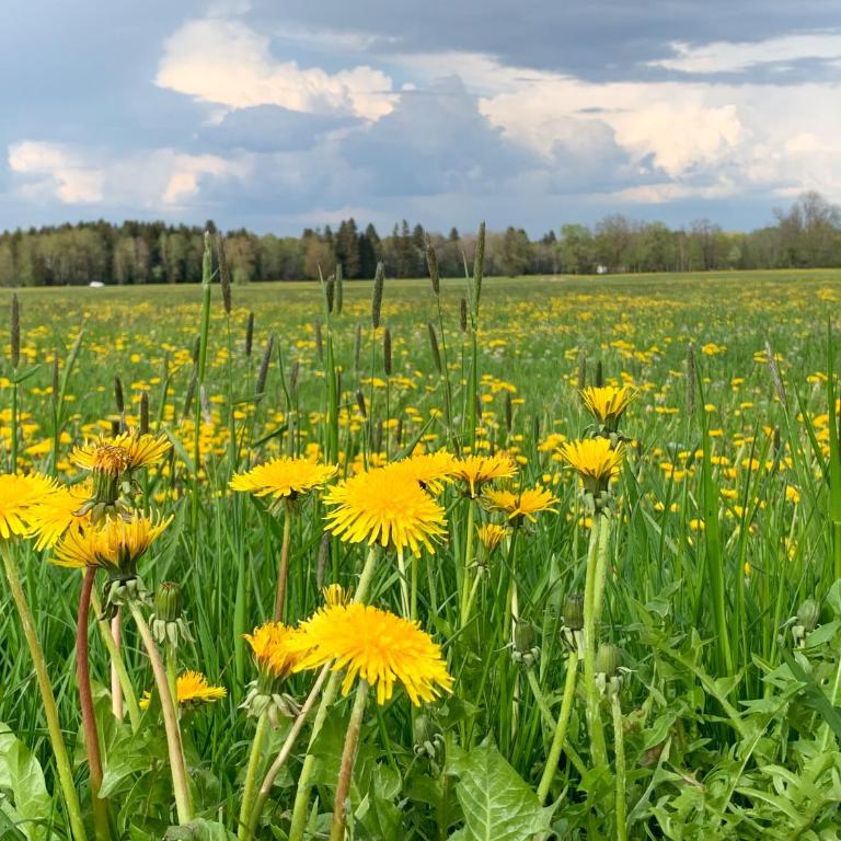 Allgäu Holzhaus I Bergpanorama & Natur pur im Herzen des Allgäus! - Haus mit 3 Schlafzimmern - 58