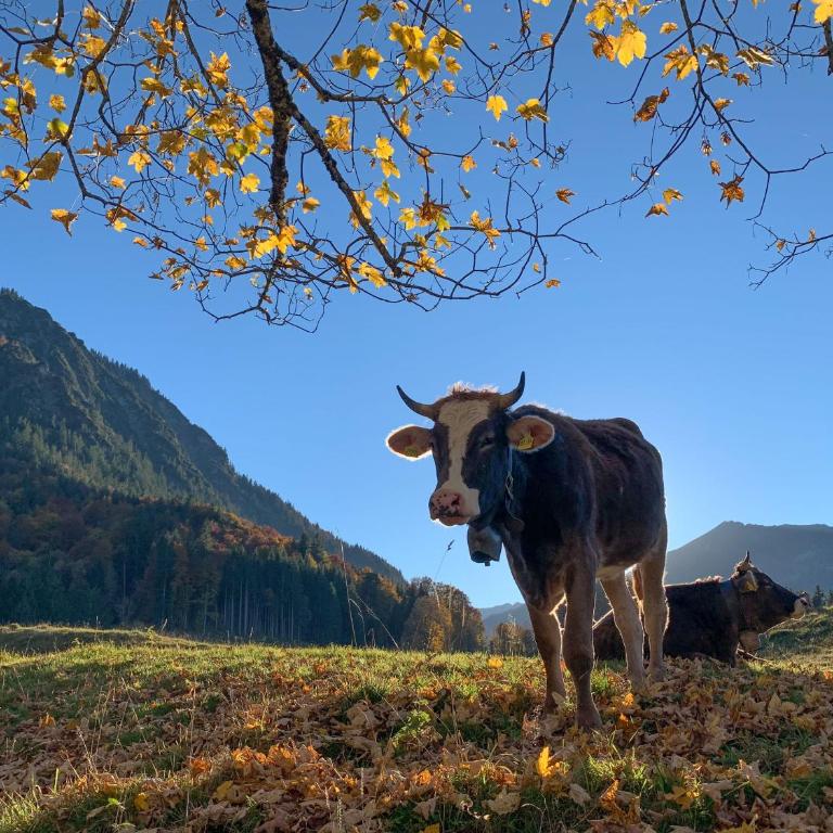 Allgäu Holzhaus I Bergpanorama & Natur pur im Herzen des Allgäus! - Haus mit 3 Schlafzimmern - 64