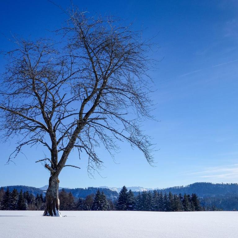 Allgäu Holzhaus I Bergpanorama & Natur pur im Herzen des Allgäus! - Haus mit 3 Schlafzimmern - 75