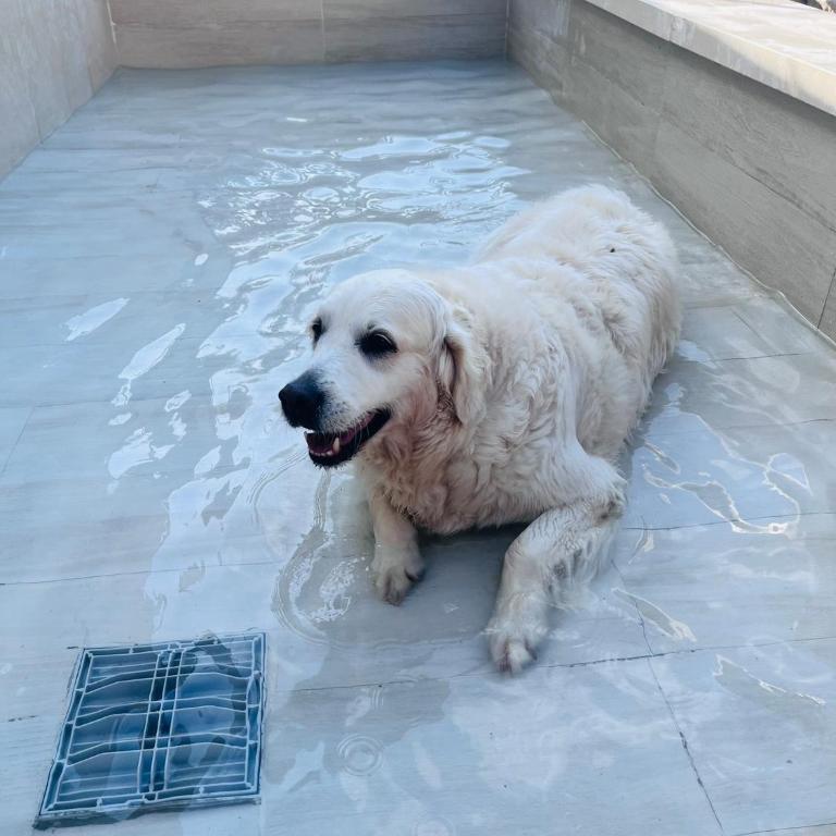 B&B La Chicca di Milu' for Pet Lovers, un'oasi pet-friendly tra mare e campagna - Camera Deluxe - 33