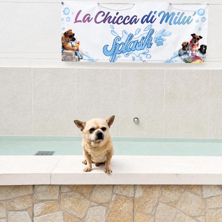 B&B La Chicca di Milu' for Pet Lovers, un'oasi pet-friendly tra mare e campagna - Camera Deluxe - 22