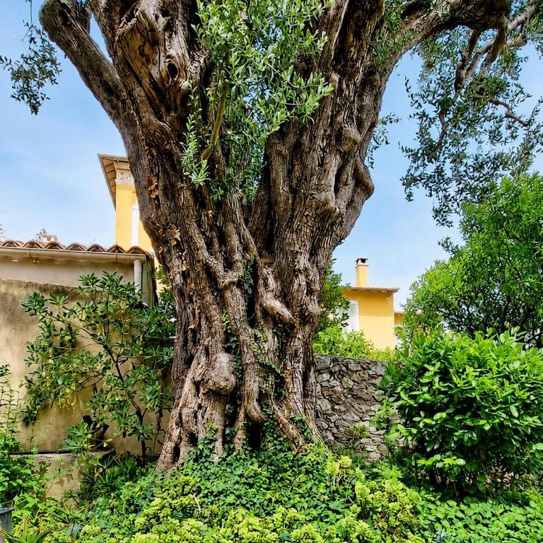 Provençal gem - large garden in Beaulieu - 6min walk to the beach - Appartement 2 Chambres - 3