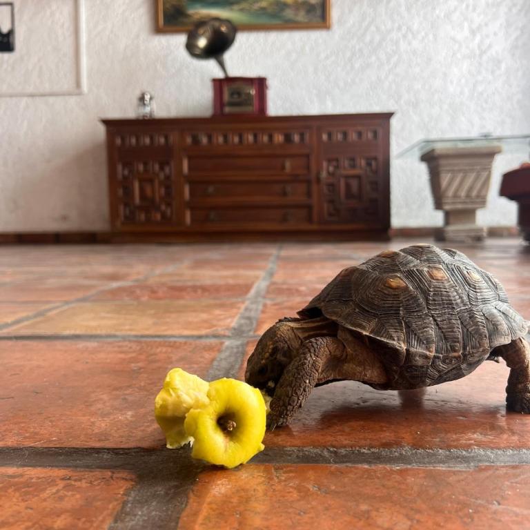 Colonial House - Historic Center - Spacious - Casa de 6 dormitorios - 55
