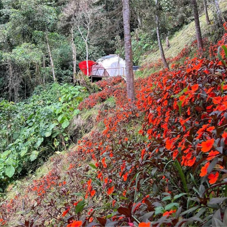 Domo Poptas in the high mountains - Vacation Home - 12