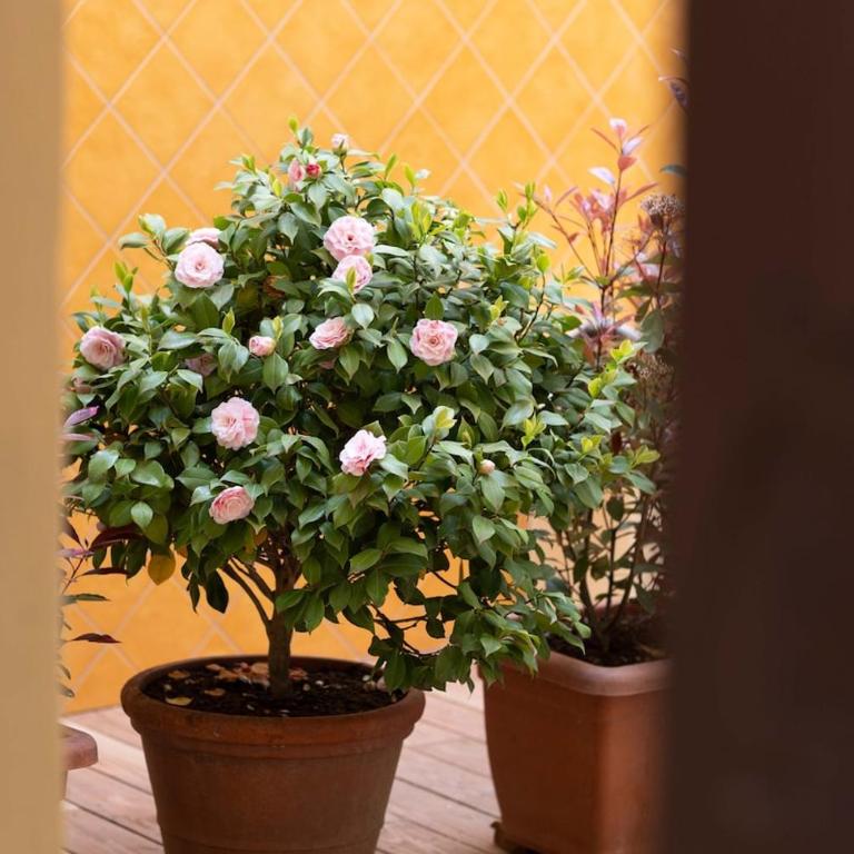 Gemma in Santo Spirito - One-Bedroom Apartment - 20