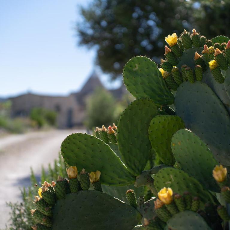 Trullo Theodoro Puglia - Villa con Piscina Privata - 27
