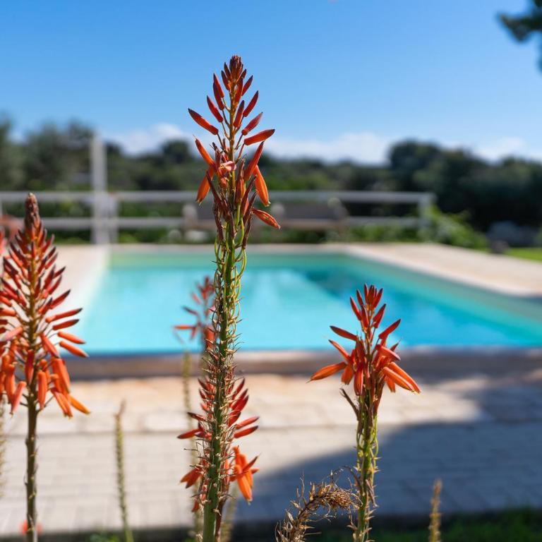 Trullo Theodoro Puglia - Villa con Piscina Privata - 25