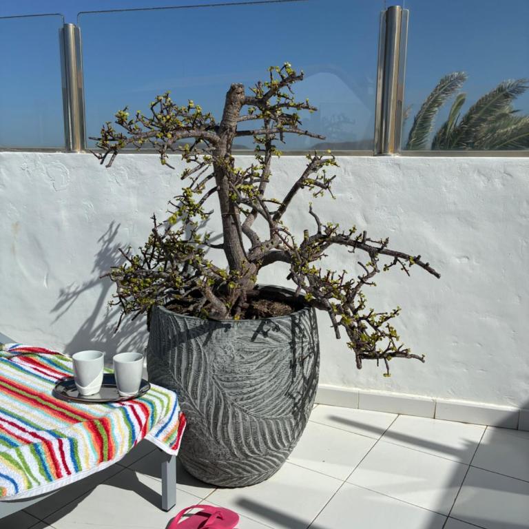 Apartamento La Barca "Rooftop BBQ Chill-out with Top View" - Appartement 1 Chambre - 64