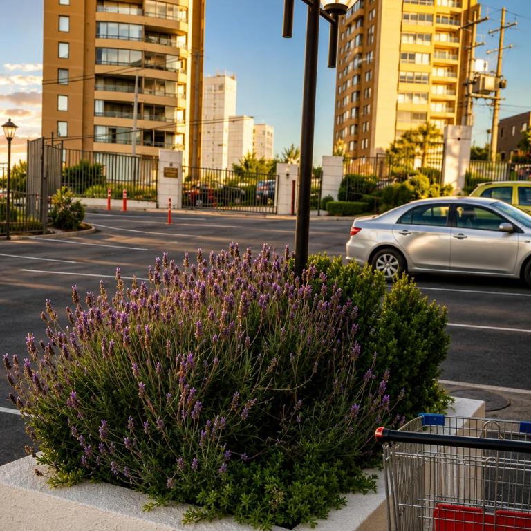 Apartamento Castilla - Apartment with Terrace - 33