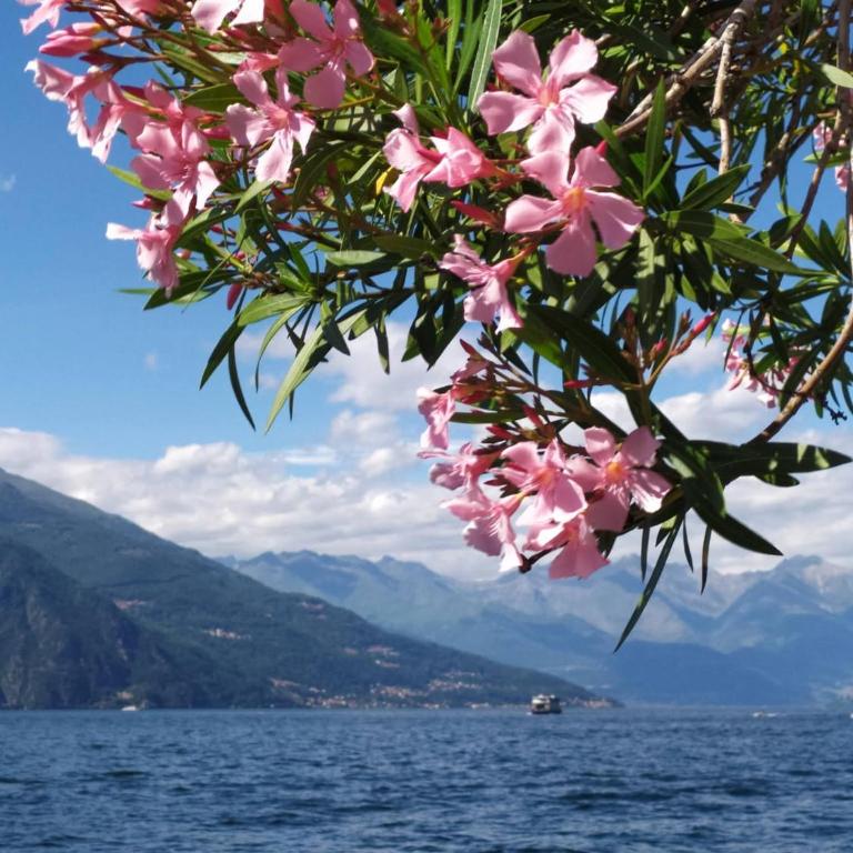 Como per Voi-Tre minuti dal lago - Appartamento con 1 Camera da Letto - 32