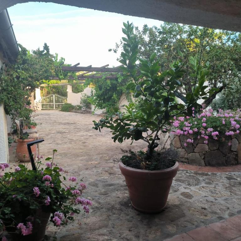Villa Paradiso con Piscina - Santa Teresa Gallura - Villa with Sea View - 15