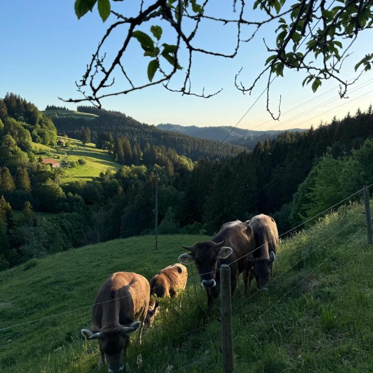 Alpe Sonnenruh - Haus mit 5 Schlafzimmern - 28