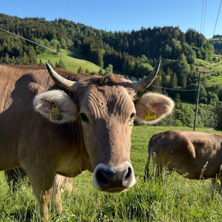 Alpe Sonnenruh - Haus mit 5 Schlafzimmern - 10