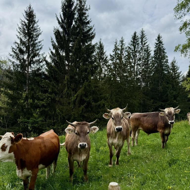 Alpe Sonnenruh - Haus mit 5 Schlafzimmern - 34