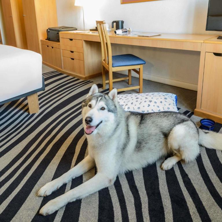 Novotel Torino Corso Giulio Cesare - Camera King Standard con Divano-Letto - 4