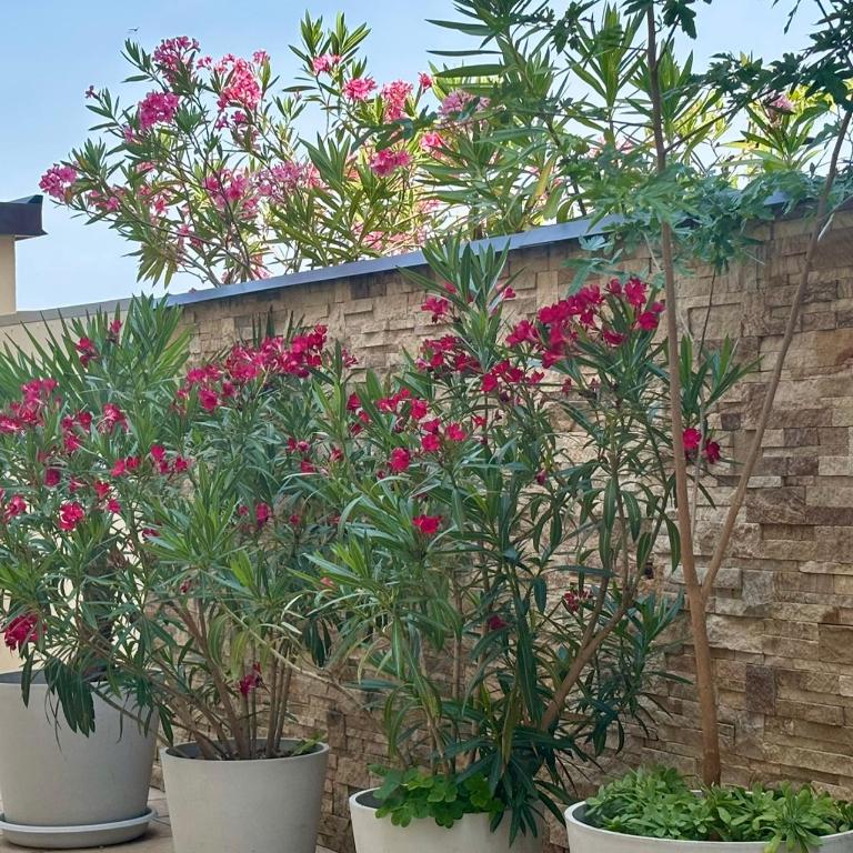Residenza Betteloni - Apartment mit Terrasse - 21