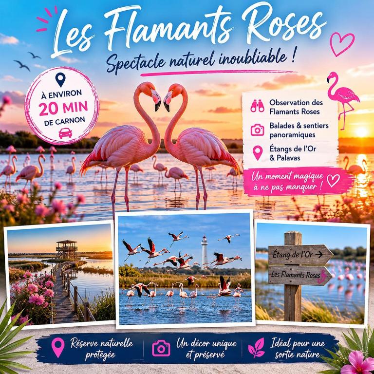 Perle du Port Carnon Beach Mauguio - Appartement 1 Chambre - 13