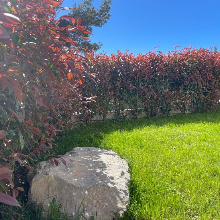 Villa Pine - Villa - 69