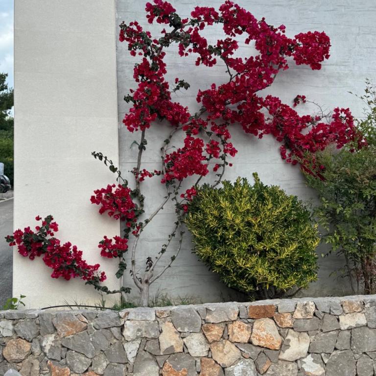 Villa Pine - Villa - 72