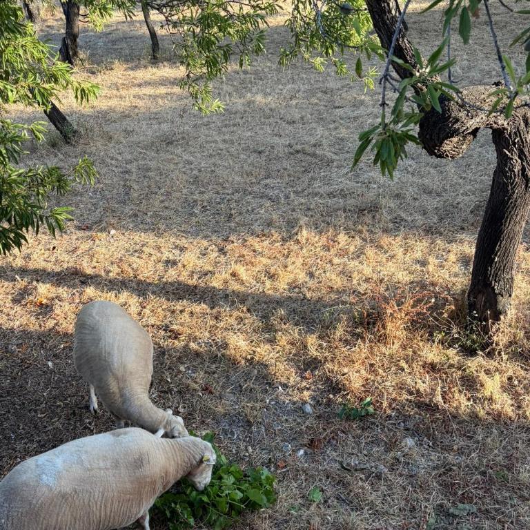 Finca Nillo - Villa - Vue sur Jardin - 16