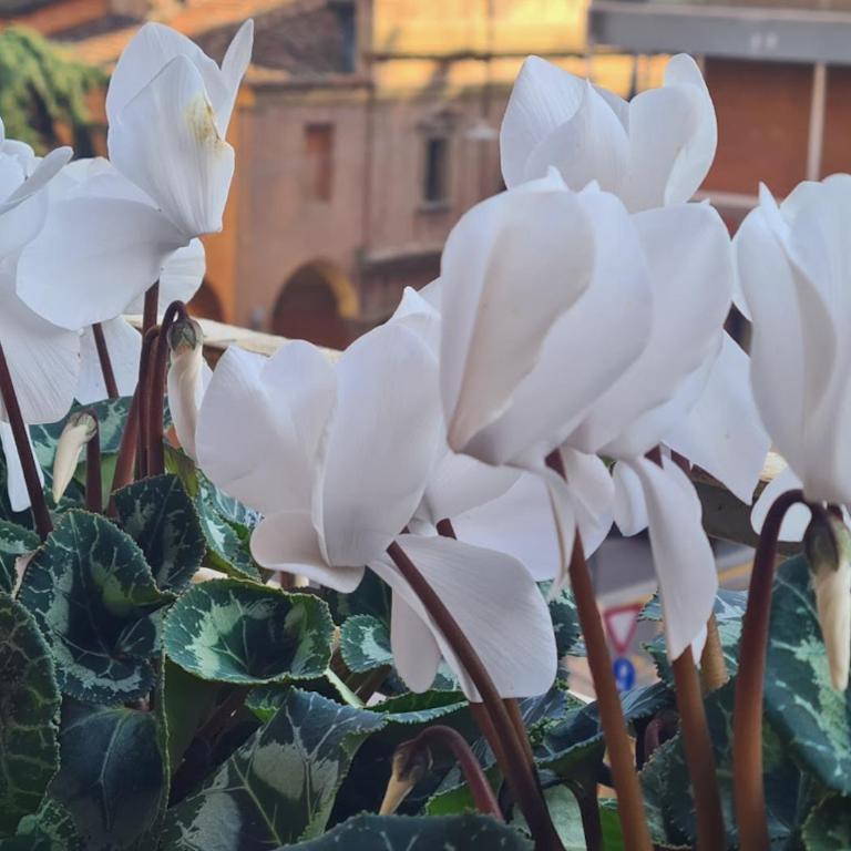 Bologna VIBES - 6 Rooms 7 Baths - Self Check-in - Apartamento - 64