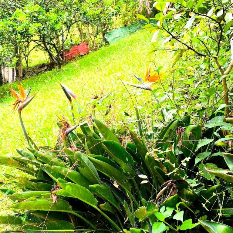 Comfortable and private country-style studio apartment - One-Bedroom Apartment - 5